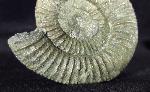 Orthosphinctes polygyratus (REINECKE 1818) - Bild © FossNet FossilienStore